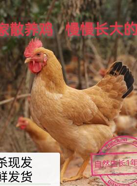农家散养土鸡新鲜现杀笨鸡肉月子餐走地鸡儿童孕妇老人补品