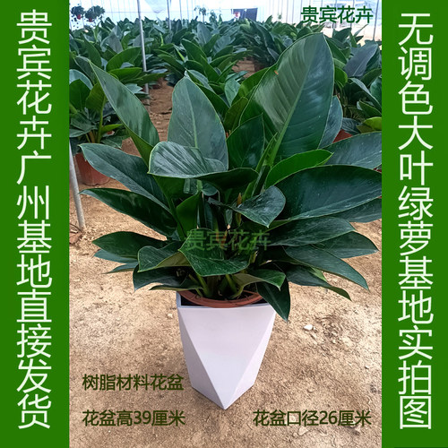 金钻客厅净化空气好养植物