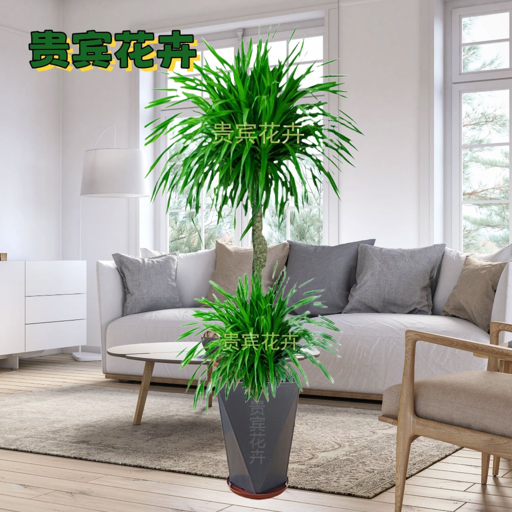 双层龙血树盆栽室内客厅大型绿植好养活四季常青植物净化龙须树