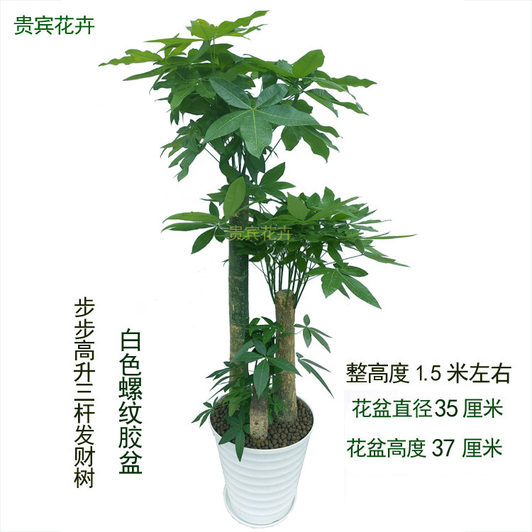 发财树三杆发财树大棵客厅室内绿植大盆客厅摆放花老桩树室内盆景