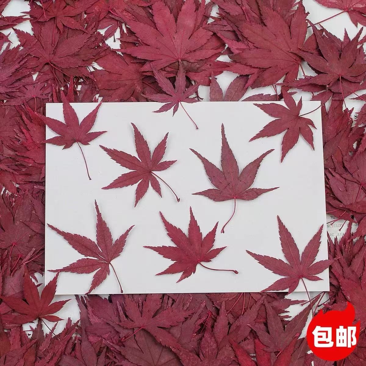 枫叶叶片秋季蛋糕装饰插件真树叶贴画干花压花书签植物标本红树叶图片