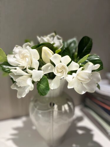 「京东空运」栀子花鲜切花复瓣重瓣大叶花苞卧室插花奶油味浓香型