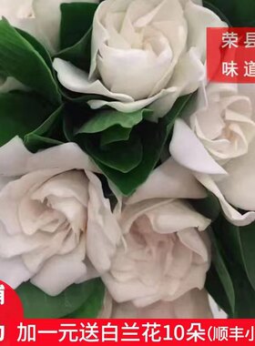 「顺丰空运」栀子花鲜切花复瓣重瓣大叶花苞卧室插花奶油味浓香型