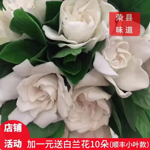 「顺丰空运」栀子花鲜切花复瓣重瓣大叶花苞卧室插花奶油味浓香型