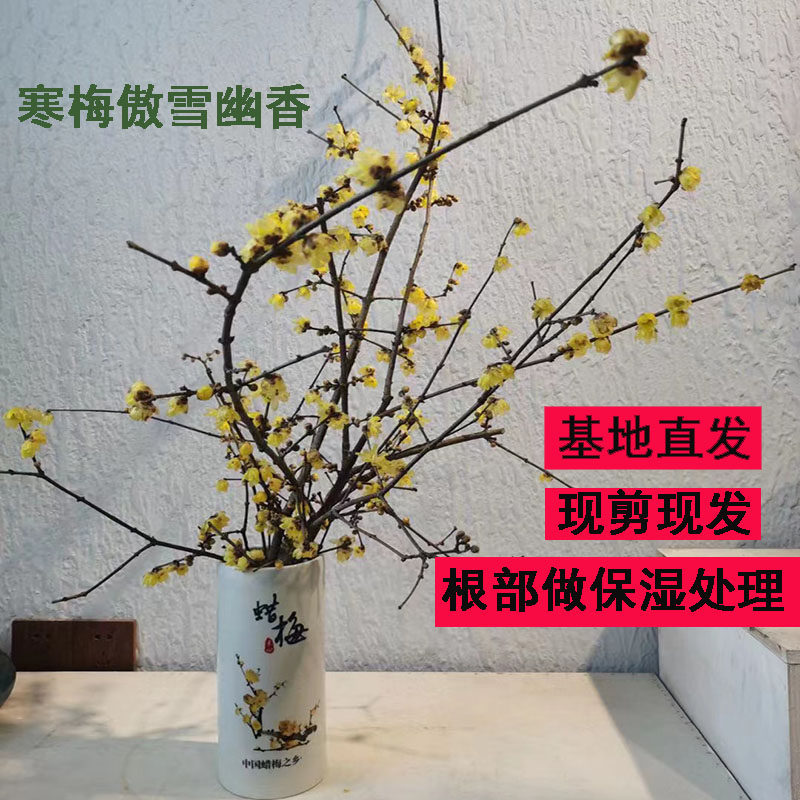 素心腊梅花腊梅枝条腊梅鲜切花插花带花苞遇水开花水养真花年宵花