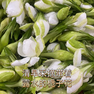 「不带枝条栀子花」浓香型香薰酵素原料花骨朵顺丰农家基地直发
