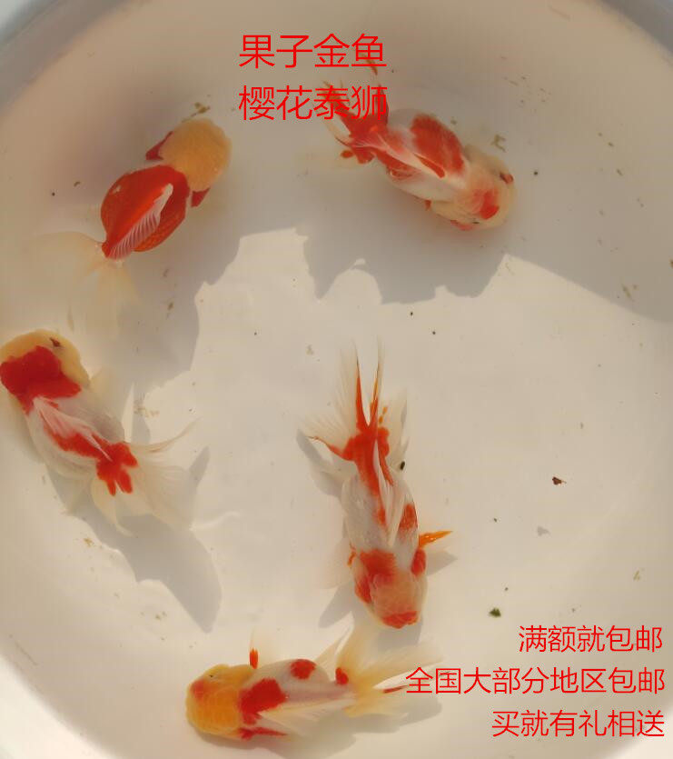 金鱼活体 精品樱花泰狮 观赏鱼 风水鱼 招财鱼 淡水鱼 渔场直销
