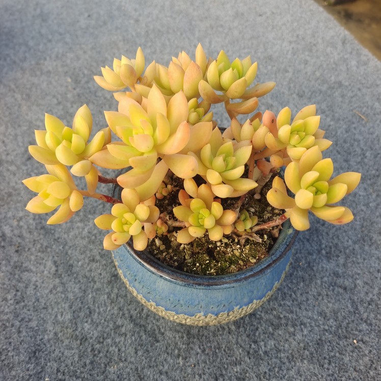 黄丽小老桩多肉植物盆栽