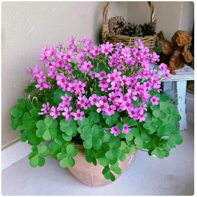 紫叶酢浆草种球室内紫色三叶草