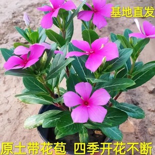 长春花盆栽 天天开带花苞观花植物五叶梅庭院日日春花卉四季开花
