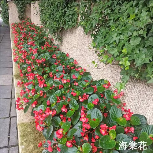 四季秋海棠盆栽红叶海棠花苗超长花期室内外绿植多年生玻璃翠植物
