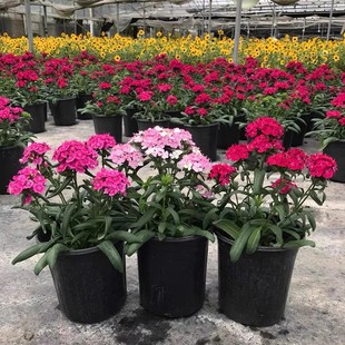 美国霹雳绣球石竹盆栽耐热耐寒阳台开花植物花期超长庭院宿根花卉