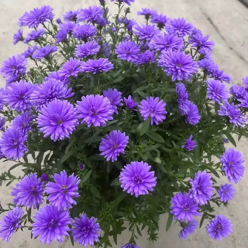 重瓣荷兰菊紫菀翠菊小卡罗小菊花盆栽多年生宿根植物庭院阳台耐寒