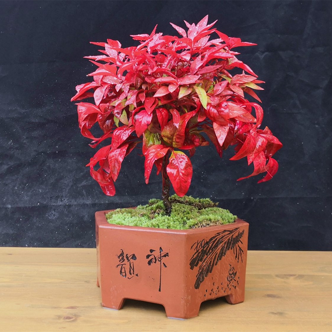 火焰南天竹盆栽室外庭院耐寒植物红叶南天竹红天竹盆景花四季植物