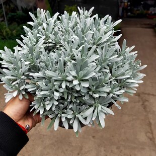 芙蓉菊盆栽耐寒雪艾玉芙蓉花苗银叶阳台庭院花境造景配色绿植花卉