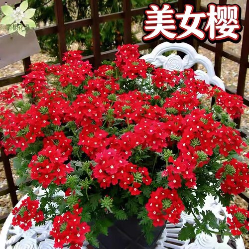 美女樱花苗盆栽带花发货庭院花园花镜种植多年生宿根地被植物耐热