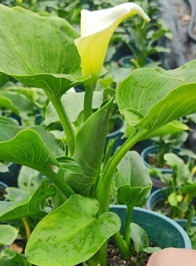 水生白色国产马蹄莲盆栽花卉阳台庭院绿植白色马蹄莲花苗海芋室内