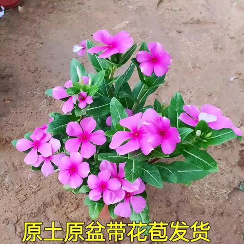 长春花盆栽阳台四季梅