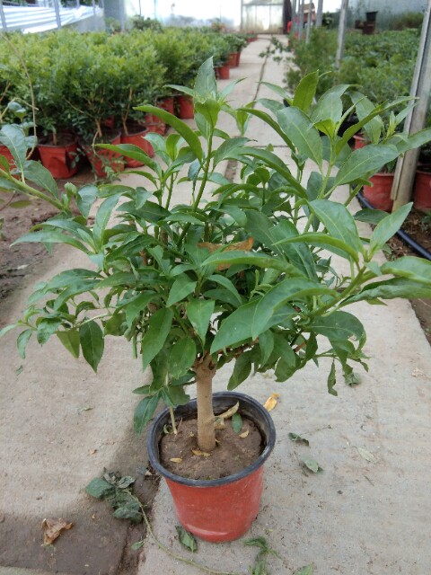 夜来香盆栽树苗 庭院阳台四季开花绿植花卉 净化空气驱蚊香草植物