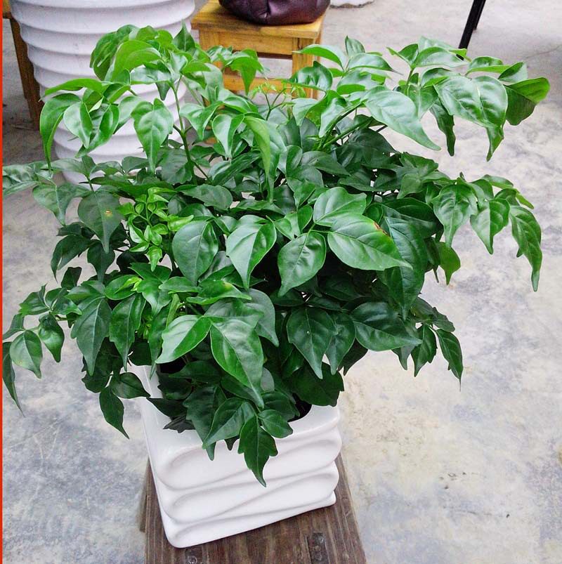 幸福树小富贵树平安树绿色植物办公室绿植花卉室内植物盆栽吸甲