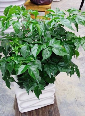 幸福树小富贵树平安树绿色植物办公室绿植花卉室内植物盆栽吸甲