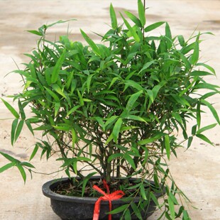 佛肚竹盆景 矮化罗汉竹大肚竹葫芦竹 庭院观赏绿植盆栽盆栽