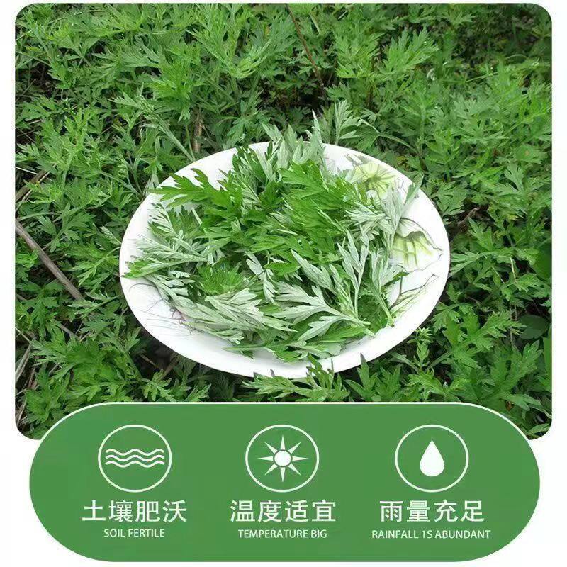 江西清明草艾叶青团农家新鲜食用蒿子艾草艾蒿糍粑现摘野生生艾叶