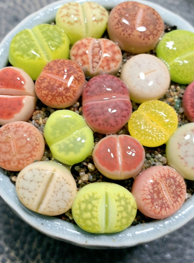 8.90彩套带盆土发