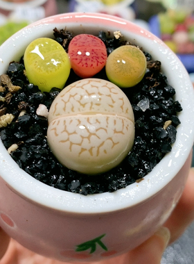 16.55脚丫带盆发