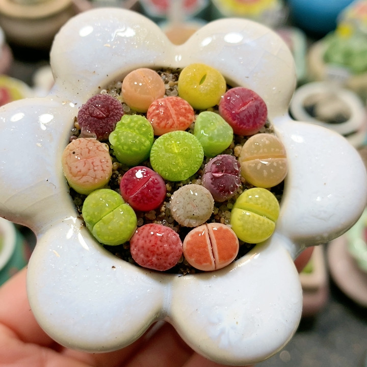 22-19彩虹彩套带盆,鲜花速递/花卉仿真/绿植园艺,多肉植物,淘宝优惠券,粉丝福利购,淘宝优惠卷