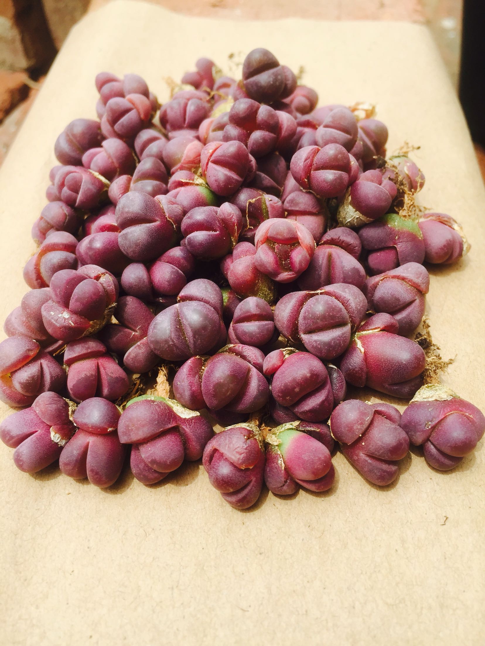 生石花c081a  红大内 两年生|msdalam kategori penghantaran bunga/bunga simulasi/tumbuhan berkebun, bunga/Tumbuh-tumbuhan tumbuh-tumbuhan pasu (baru), succulents - dari Buy2taobao.com untuk memberikan perkhidmatan ejen Taobao profesional membeli