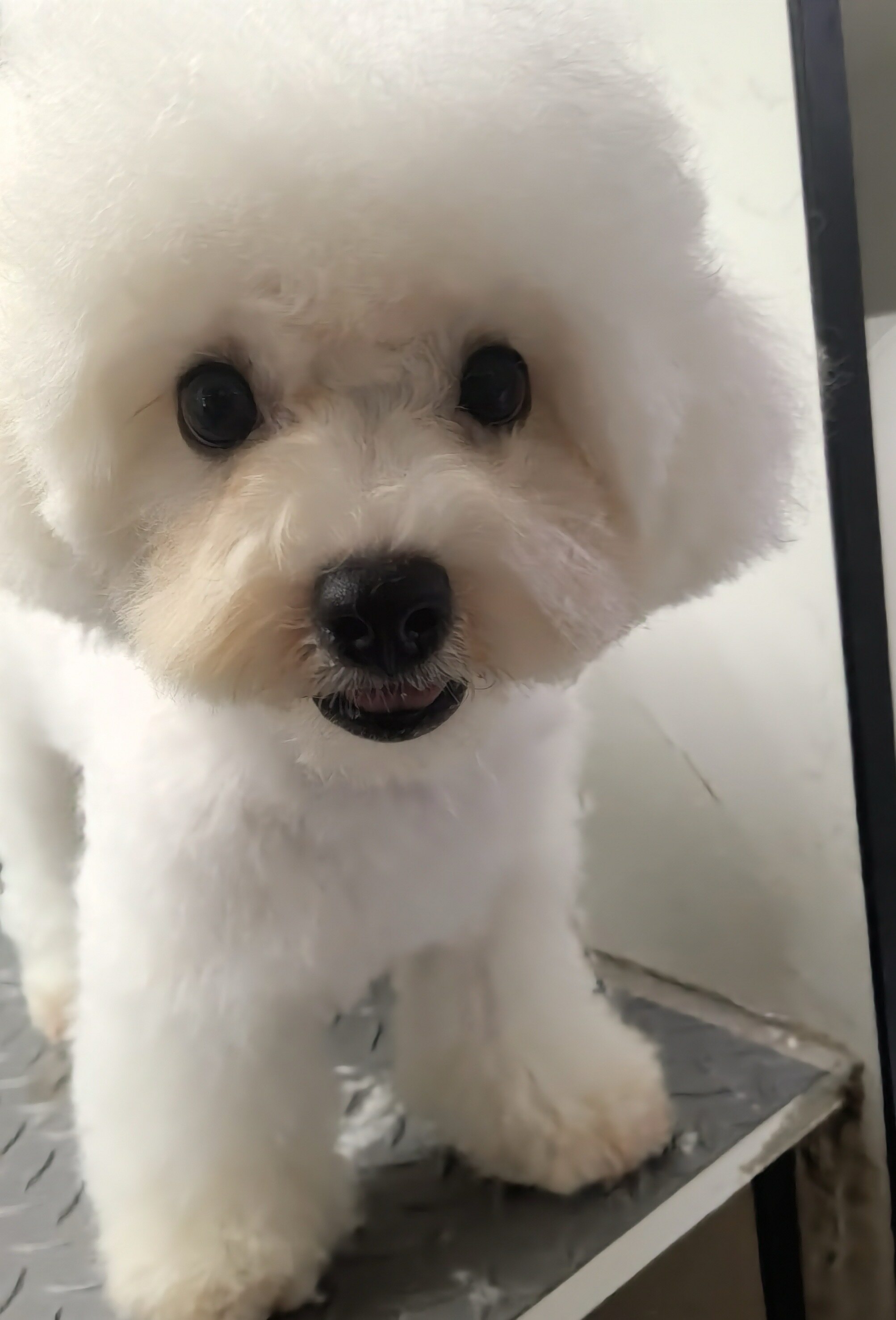 深圳本地犬舍比熊弟弟疫苗齐全喜欢玩具体的私聊