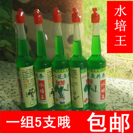 水培富贵竹鱼缸桌面办公室营养液