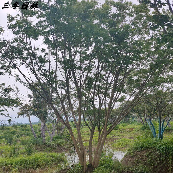 国槐大树落叶型行道树乔木速生国槐树苗丛生国槐树园林绿化苗木