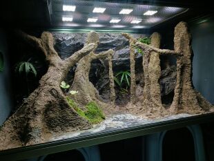 爬宠造景 饲养箱 水泥塑型 雨林缸 雨林造景 雨林景观 植物缸热植