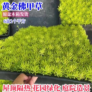 黄金佛甲草花苗过路黄草皮楼顶四季常绿耐热庭院耐寒绿化植物包活