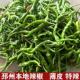 徐州新沂邳州土特产本地尖辣椒新鲜朝天椒小尖椒青椒小米椒