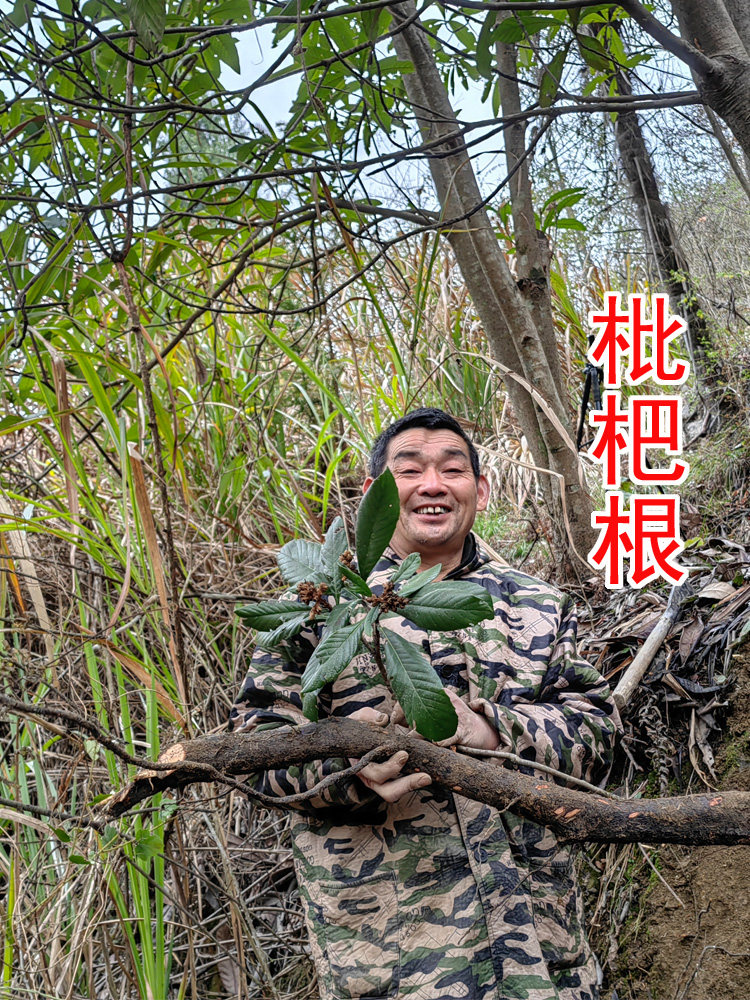 枇杷根 中药材枇杷根 自家在山里挖的山枇杷根 新鲜 干货500克