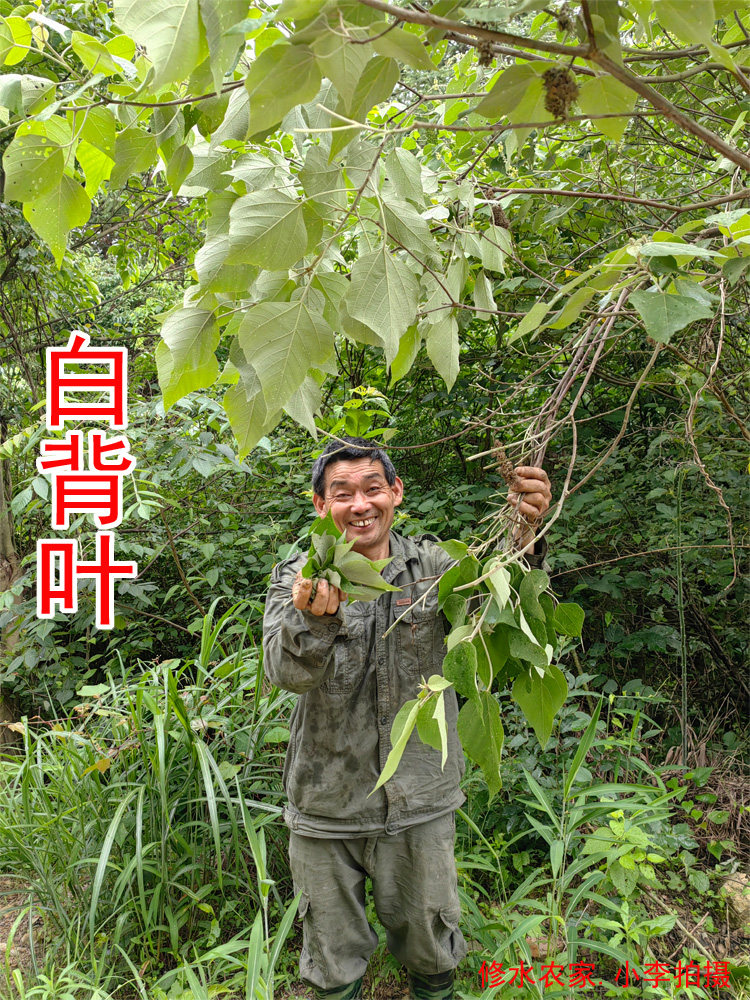 中药材白背叶 别名:野桐叶 叶下白 白背娘 新鲜干货250克
