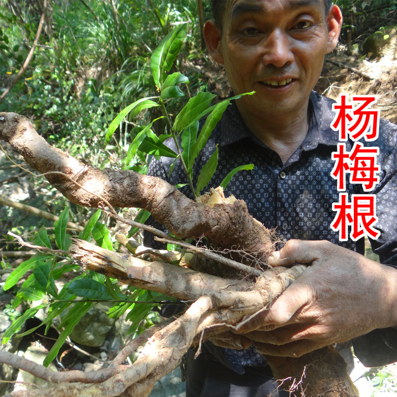 杨梅树根 中药材山杨梅根 毛杨梅树根 纯根 新鲜切片晒干500g