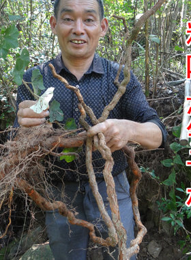 江西农家土特产粗叶悬钩子根