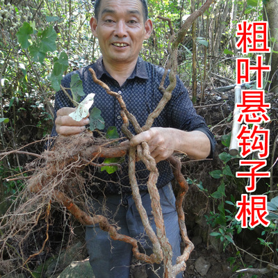 江西农家土特产粗叶悬钩子根