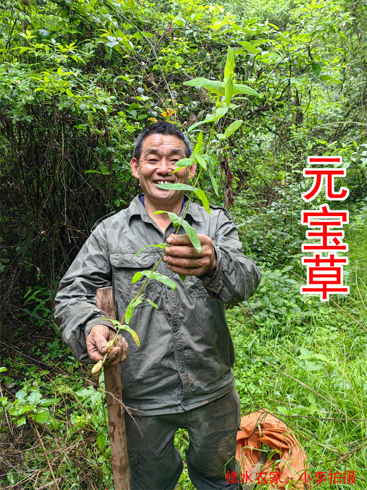 中药材元宝草 别名: 对叶草 对月草 叶抱枝 穿心草 干货100克