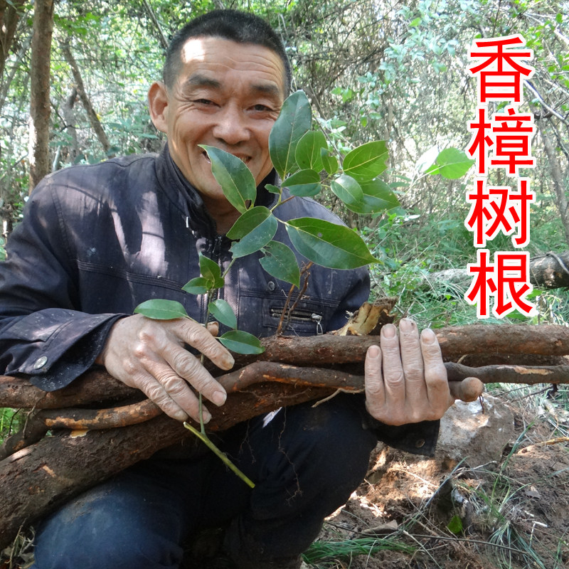 樟树根 中药材樟树根 樟木根 香樟树根 纯根 新鲜切片晒干 500g