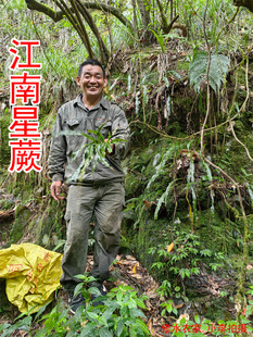 中药材江南星蕨 野生大叶骨牌草 七星剑 瓦苇 大石苇 干货250克