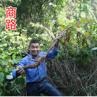 中药材商陆 别名：夜呼 当陆 白昌 章柳根 新鲜晒干500g