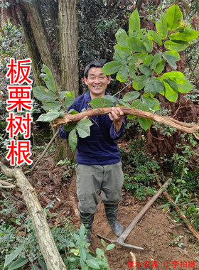 江西农家山货自己挖的板栗树根