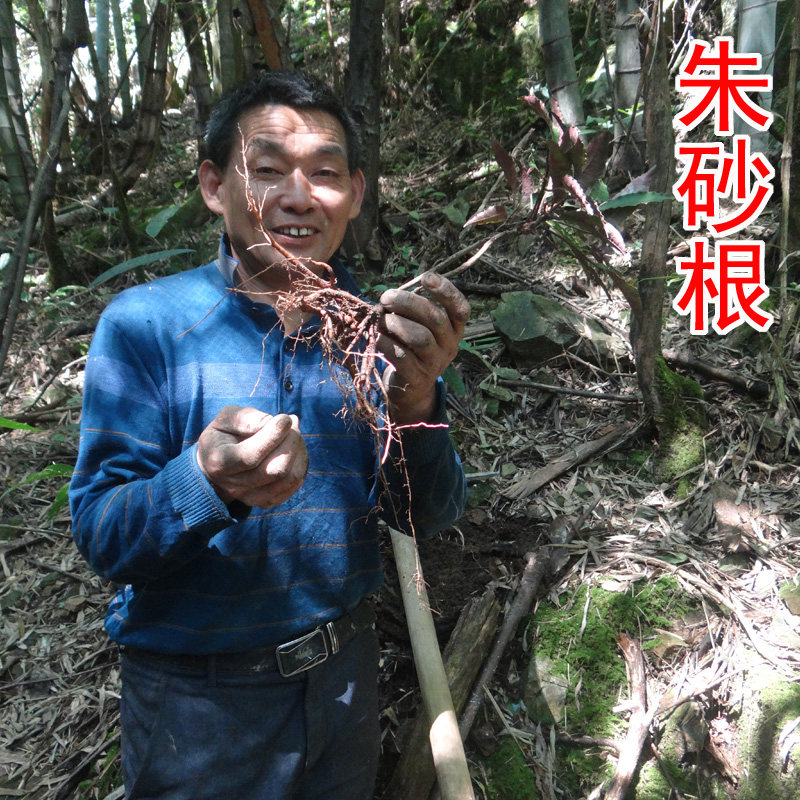朱砂根 中药材凤凰肠 平地木 凉伞遮金珠 大罗伞 纯根500g