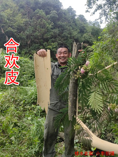 中药材合欢皮 自己在山里采的野生合欢树皮 新货 干品500克