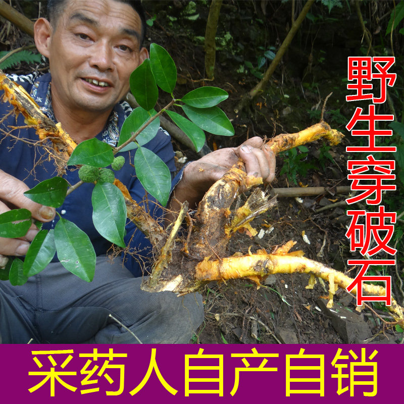 野生穿破石 中药材构棘根 小柘树根 九层皮 山荔枝 新鲜晒干500克